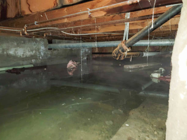 Best Sewage cleanup and water damage restoration  in Maywood, IL